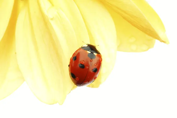 Mariquita en flor amarilla — Foto de Stock