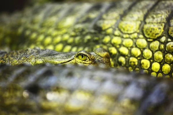 Cocodrilo gavial — Foto de Stock