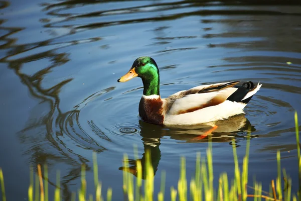 Pato. — Fotografia de Stock