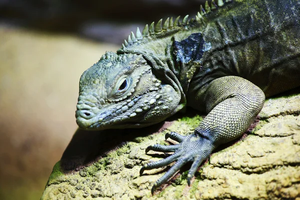 Lizard — Stock Photo, Image