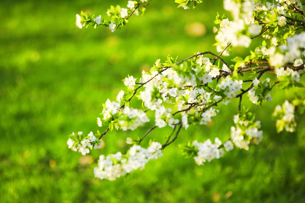 Witte bloemen — Stockfoto