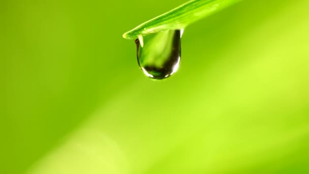 Waterdrop falling from grass leaf closeup — Stock Video