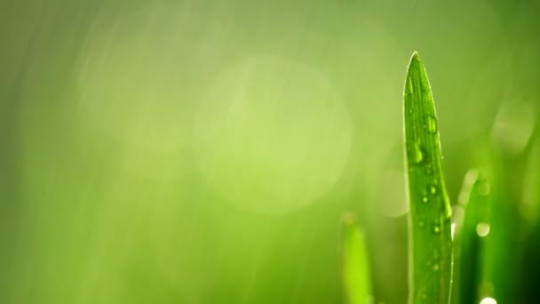 Hierba verde bajo la lluvia — Vídeos de Stock