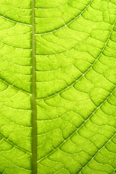 Green leaf vein — Stock Photo, Image