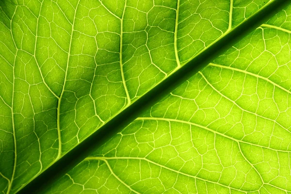 Green leaf vein — Stock Photo, Image