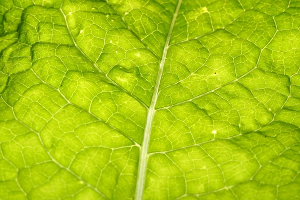 Groene blad ader — Stockfoto