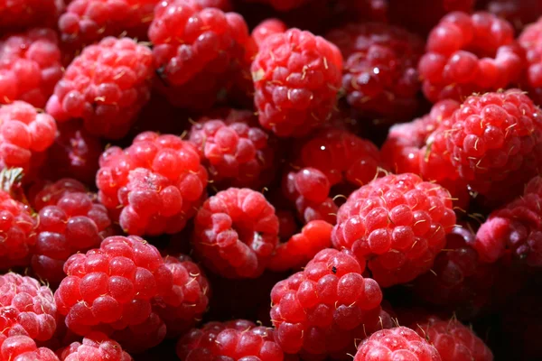 Raspberry achtergrond — Stockfoto