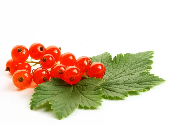 Isolated red currant and leaf — Stock Photo, Image