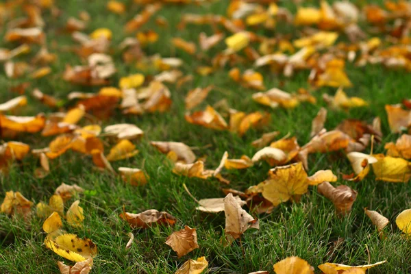 Leaves on grass Stock Photo