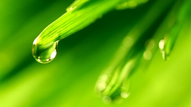 Waterdrop πέφτ closeup φύλλα χλόης — Αρχείο Βίντεο