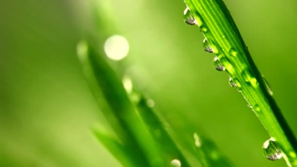 Hierba verde bajo la lluvia — Vídeo de stock