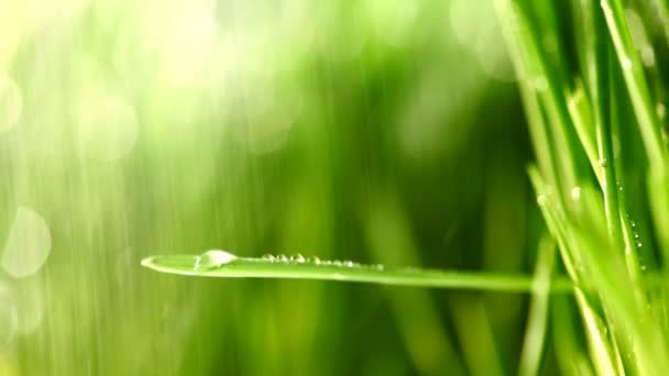 Hierba verde bajo la lluvia — Vídeo de stock