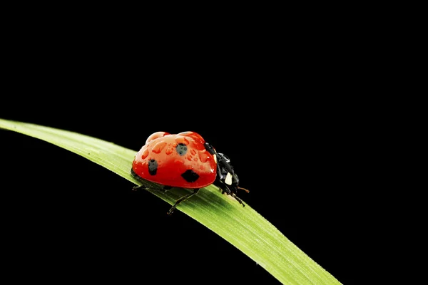 Coccinelle isolée sur noir — Photo