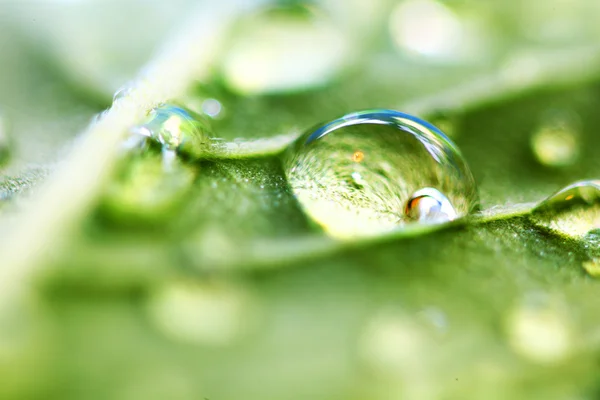 Vatten droppe makro — Stockfoto