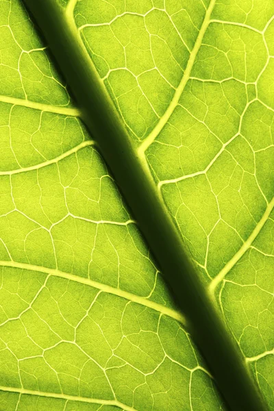 Green leaf texture — Stock Photo, Image