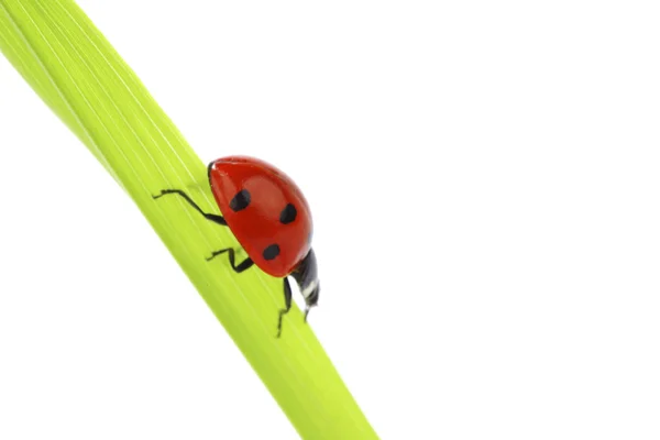 Ladybug on grass — Stock Photo, Image