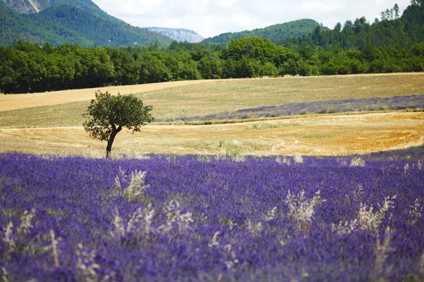 Lavender сфері — стокове фото