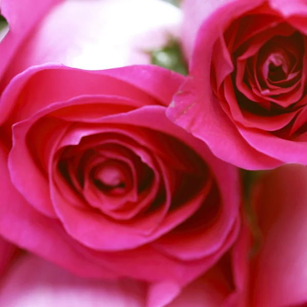 Pink rose — Stock Photo, Image