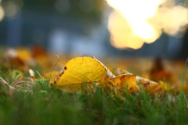 Golden autumn — Stock Photo, Image