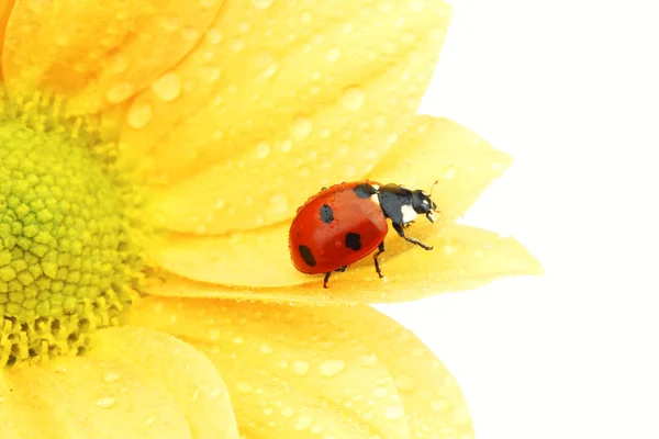 Ladybug on yellow flower Stock Picture