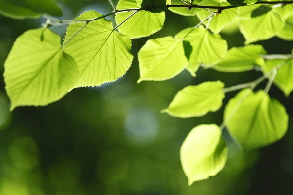 Belle foglie — Foto Stock