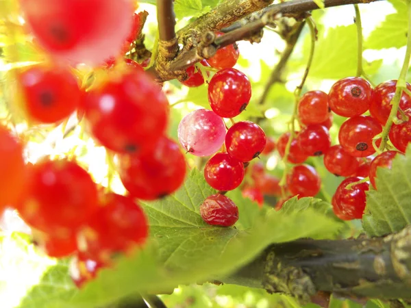 Grosellas rojas en el jardín —  Fotos de Stock