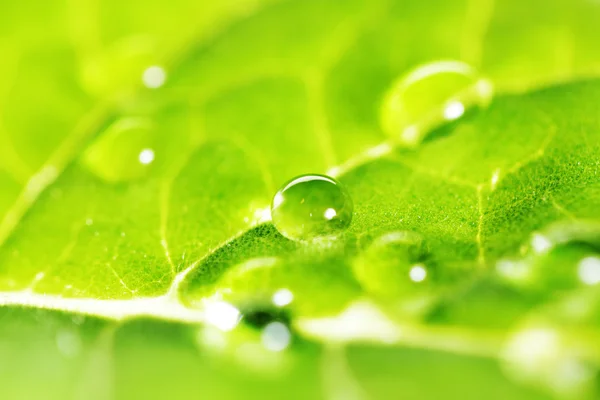 Gotas de água na macro folha — Fotografia de Stock