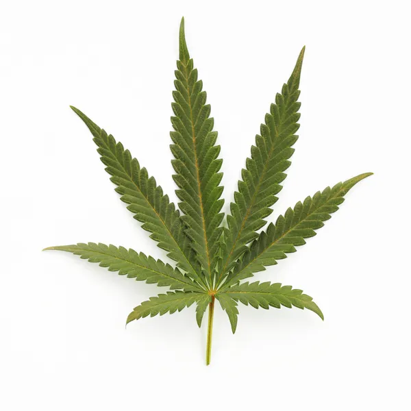 Cannabis-Blatt — Stockfoto