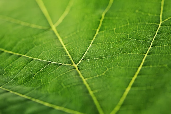 Textura de hoja verde — Foto de Stock