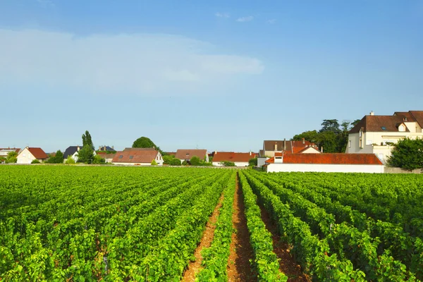 Vineyards — Stock Photo, Image