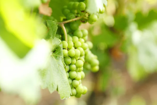 Bunch of grapes on the vine — Stock Photo, Image