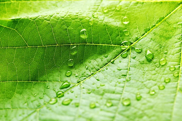 Foglia verde con gocce d'acqua — Foto Stock