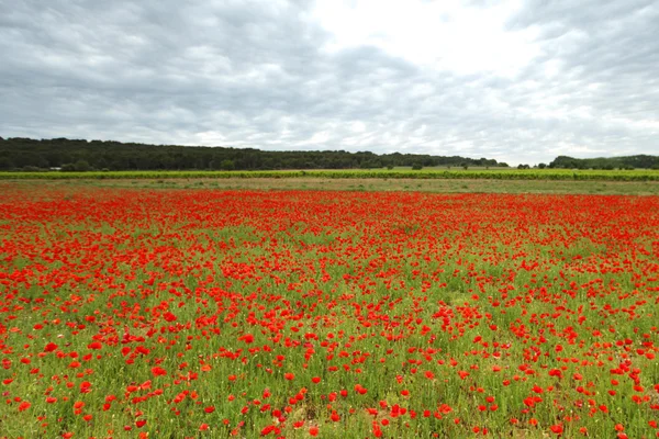 Gebied van papavers met schoonheid sky — Stockfoto