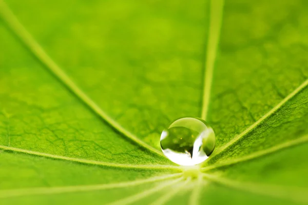푸른 잎에 떨어지는 물방울 — 스톡 사진