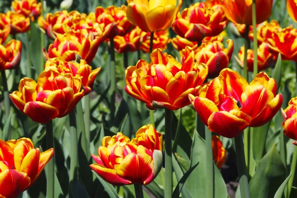 Красно-оранжевые желтые тюльпаны — стоковое фото