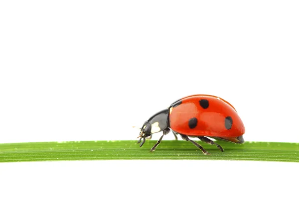 Ladybug on grass Stock Picture