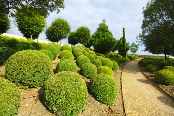 Boxwood in Amboise Stock Picture