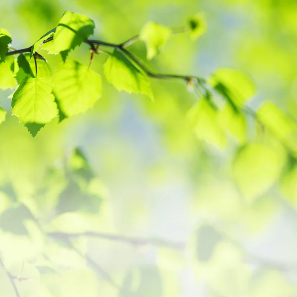 Foglie verdi sfondo — Foto Stock