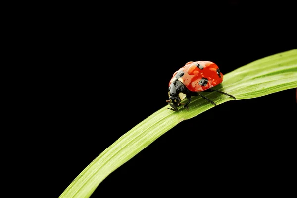 Joaninha isolada em preto — Fotografia de Stock