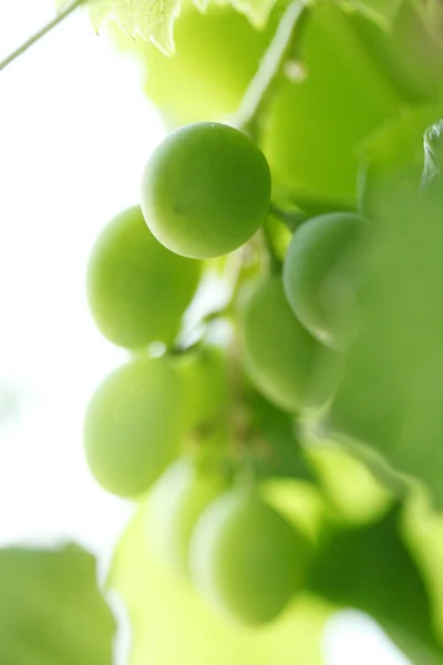 Green grape on the branch — Stock Photo, Image