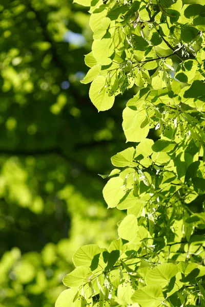 Vackra blad — Stockfoto