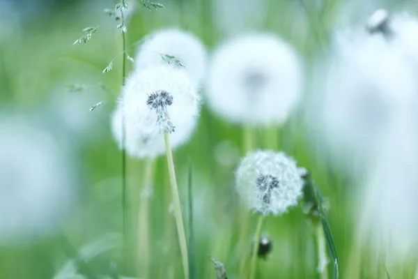 Witte paardebloemen — Stockfoto