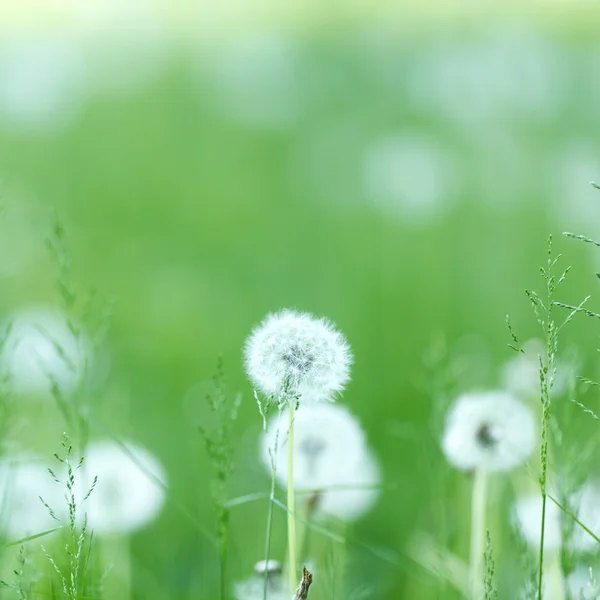 Witte paardebloemen — Stockfoto