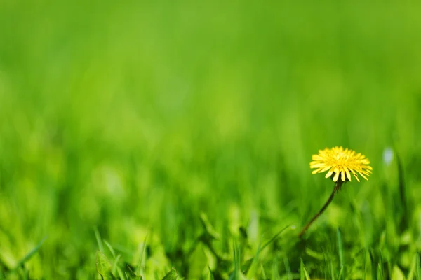 Diente de león — Foto de Stock