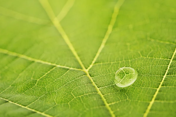 Goccia d'acqua sulla foglia — Foto Stock