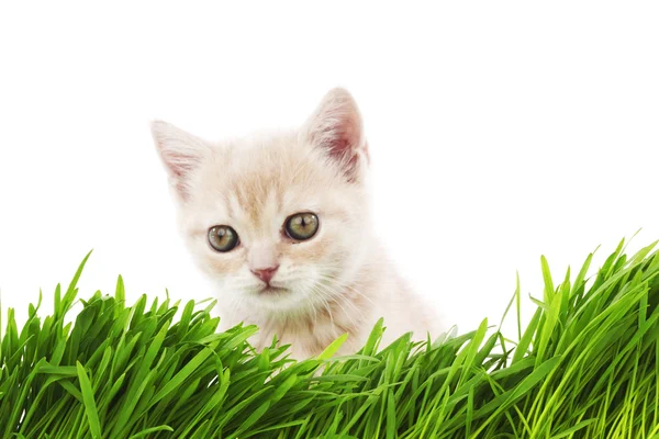 Kat achter gras — Stockfoto