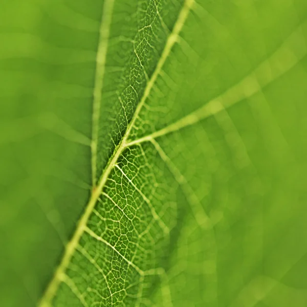 Textura de hoja verde — Foto de Stock