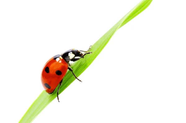 Coccinelle sur l'herbe — Photo