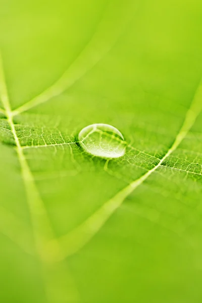 Goutte d'eau sur feuille — Photo