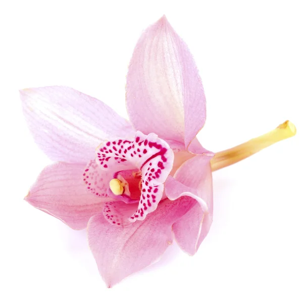 Orchidea isolata — Foto Stock